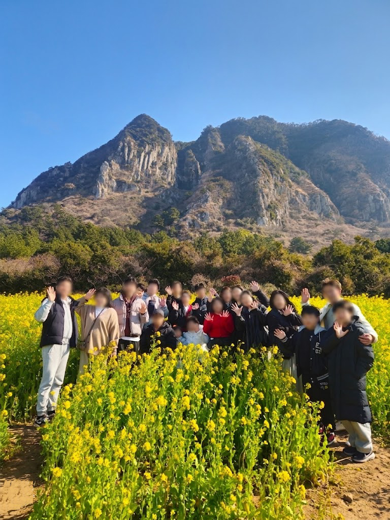 제주 유채꽃 명소 단체 여행 사진 봄 관광 이용 모습
